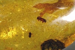 insect: Coléoptères + Diptère + plante