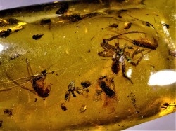 Copal: Araignée + nombreux Diptères - Pliocène à holocène - Antsiranana, Madagascar