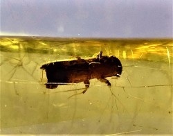 Copal: Coléoptères Scolytinae - Pliocène à holocène - Antsiranana, Madagascar