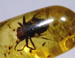 Copal: Hyménoptère Ichneumonidae + Mouche + autres diptères - Pliocène à holocène - Antsiranana, Madagascar