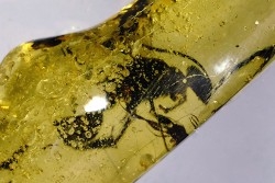 insect: Hyménoptère Ichneumonidae + autres diptèress