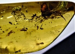 Copal: Araignée + Myriapode + Termite ailé + Diptères - Pliocène à holocène - Antsiranana, Madagascar