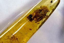 Copal: Cicadelle + Diptères - Pliocène à holocène - Antsiranana, Madagascar