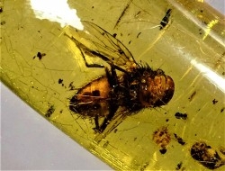 Copal: Mouche + Hyménoptère Ichneumonidae - Pliocène à holocène - Antsiranana, Madagascar