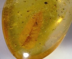 Copal: Feuille + divers - Pliocène à holocène - Antsiranana, Madagascar