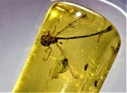 insect: Hyménoptère Ichneumonidae + autres Hyménoptères + Diptères