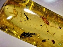Copal: Araignées + Diptères + Hyménoptères + Termite ailé - Pliocène à holocène - Antsiranana, Madagascar