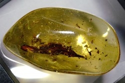 Copal: Feuille + Diptères - Pliocène à holocène - Antsiranana, Madagascar
