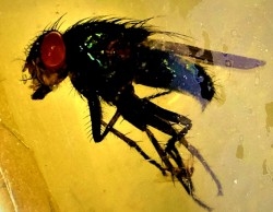 Copal: Mouche - Pliocène à holocène - Antsiranana, Madagascar