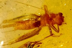 Copal: Araignées + Orthoptère (Gryllidae ?) - Pliocène à holocène - Antsiranana, Madagascar