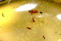 Copal: Termite ailé + Diptères + Coléoptère - Pliocène à holocène - Antsiranana, Madagascar