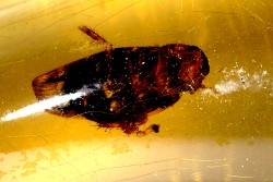 insect: Blatte + petits Diptères