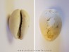 CYPRAEA LEPORINA (2)