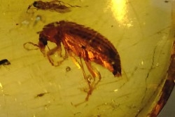 insect: Coléoptère + divers Diptères + Termite ailé