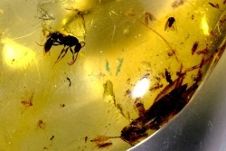 insect: Orthoptère (Gryllidae ?) + Hyménoptère