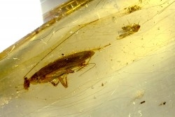 Copal: Blatte + Diptère + Araignée - Pliocène à holocène - Antsiranana, Madagascar