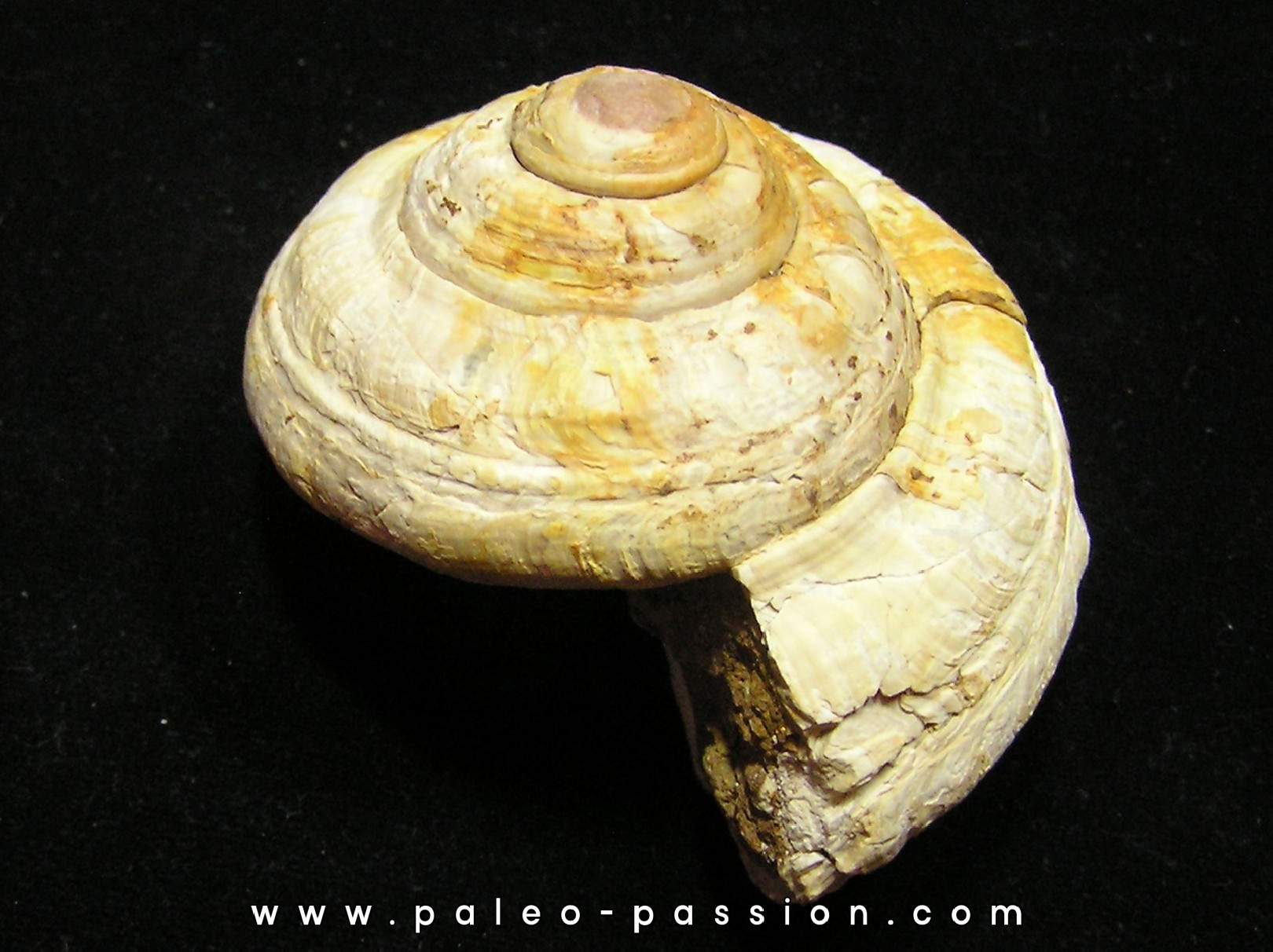 ORBONELLA THOMPSONORUM