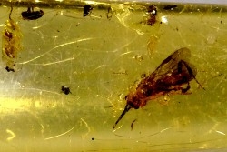 Copal: Hyménoptères + petits Diptères - Pliocène à holocène - Antsiranana, Madagascar