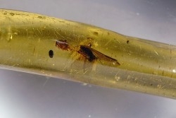 Copal: Araignée + Coléoptère + divers - Pliocène à holocène - Antsiranana, Madagascar