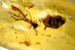 Copal: Araignée + Coléoptère + divers - Pliocène à holocène - Antsiranana, Madagascar