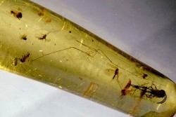 Copal: Hyménoptère + Petits Diptères - Pliocène à holocène - Antsiranana, Madagascar