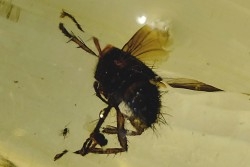 insect: Mouche (Tachinidae ?) + petits Diptères