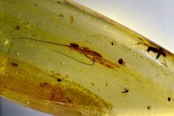 insect: Larve de Blatte (Ectobius) + Araignée + Diptères