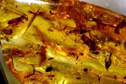 Copal: Araignée + nombreux Diptères - Pliocène à holocène - Antsiranana, Madagascar