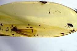 insect: Mouche + autres Diptères + Termite ailé