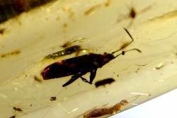 Copal: Punaise Miridae + Termite ailé + Divers coléoptères et diptères - Pliocène à holocène - Antsiranana, Madagascar