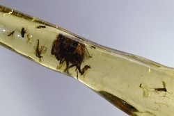 Copal: Mouche et Diptères - Pliocène à holocène - Antsiranana, Madagascar