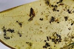 Copal: Fourmis + Microlépidoptère - Pliocène à holocène - Antsiranana, Madagascar