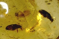 insect: Deux Coléoptères + Araignée