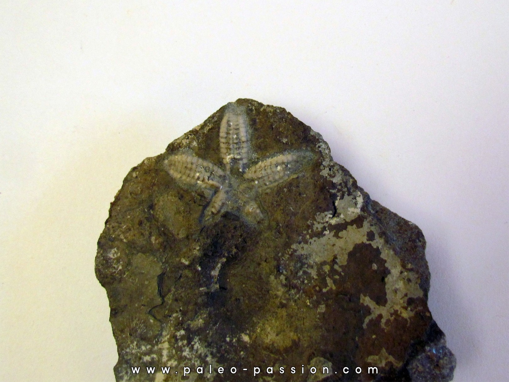 STENASTER SALTERI STENASTER SALTERI