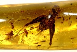 Copal: Gryllidae + Araignée +  diptères, coléoptères, hyménoptères - Pliocène à holocène - Antsiranana, Madagascar