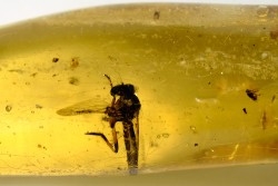 insect: Diptère Asilidae + Coléoptères Scolytinae + petits Hyménoptères