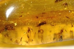 Copal: 12 araignées, Asilidae (Leptogastrinae), diptères, mouches, Cicadelles - Pliocène à holocène - Antsiranana, Madagascar