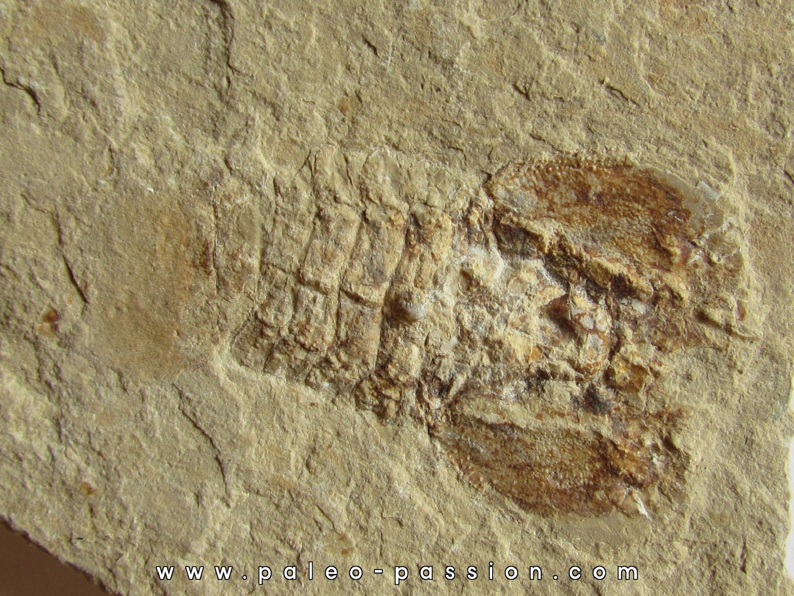 PALIBACUS PRAECURSOR PALIBACUS PRAECURSOR