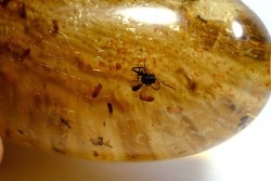 insect: Hyménoptères + Coléoptères Scolytinae