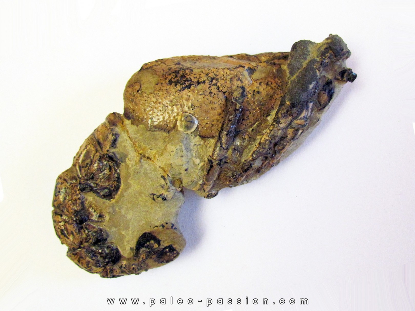 MECOCHIRUS MAGNA MECOCHIRUS MAGNA