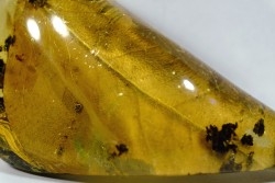 Copal: Feuille et divers  - Pliocène à holocène - Antsiranana, Madagascar