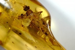 insect: Gryllidae + Coléoptères + petits diptères et hyménoptères