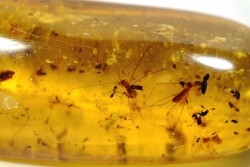 insect: Araignées + Termites ailées + nombreux diptères, hyménoptères et coléoptères