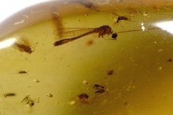 Copal: Araignées, Leptogastrinae, Cerambycidae, diptères, termite ailée - Pliocène à holocène - Antsiranana, Madagascar