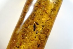 Copal: Divers coléoptères et diptères - Pliocène à holocène - Antsiranana, Madagascar