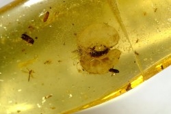 insect: Graine + Coléoptères Scolytinae + fourmis