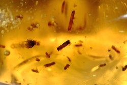 Copal: Nombreux coléoptères Scolytinae + Diptères - Antsiranana, Madagascar