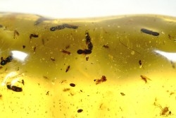 Copal: Araignée + Larve + nombreux coléoptères et Diptères + larve de blatte - Pliocène à holocène - Antsiranana, Madagascar