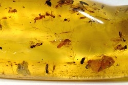 insect: Phrygane, Cicadidae, Araignée, diptères, coléoptères, hyménoptères