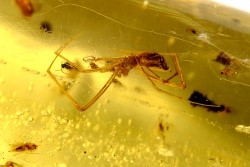 Copal: Araignées + nombreux petits diptères, hyménoptères et coléoptères - Pliocène à holocène - Antsiranana, Madagascar